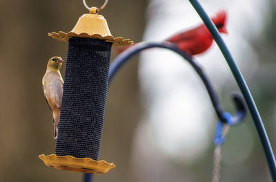 Perchers on the feeder