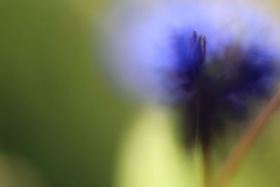 Close-up of flower plant