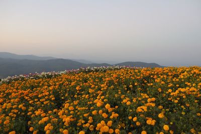 Yellow flowering plants on field against sky