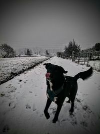 Dog standing on field