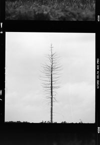 Silhouette bare tree on field against sky