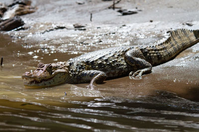 Close-up of crocodile in shallow water