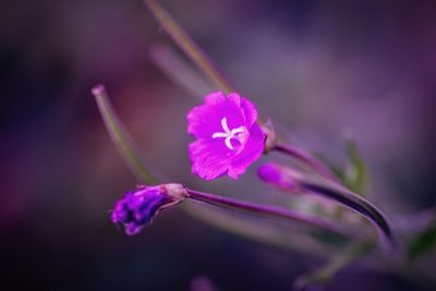 Close-up of purple flowers