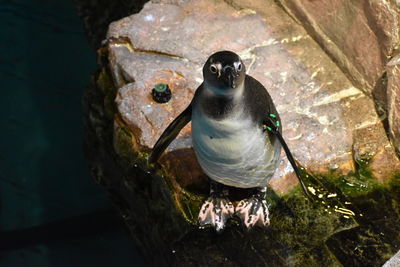 Close-up of a penguin