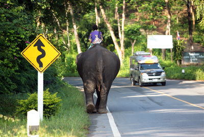 Rear view of mahout with elephant on road