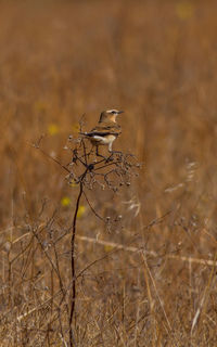 Bird perching on a branch