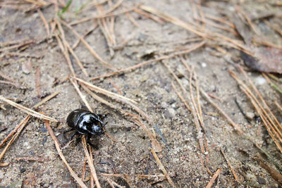 Close-up of insect