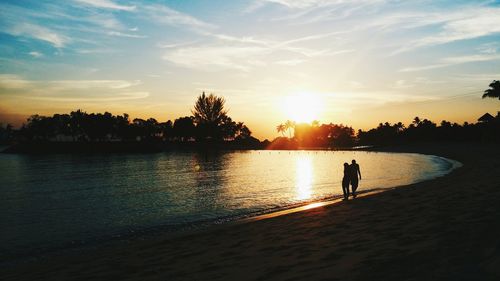 Silhouette of trees at sunset