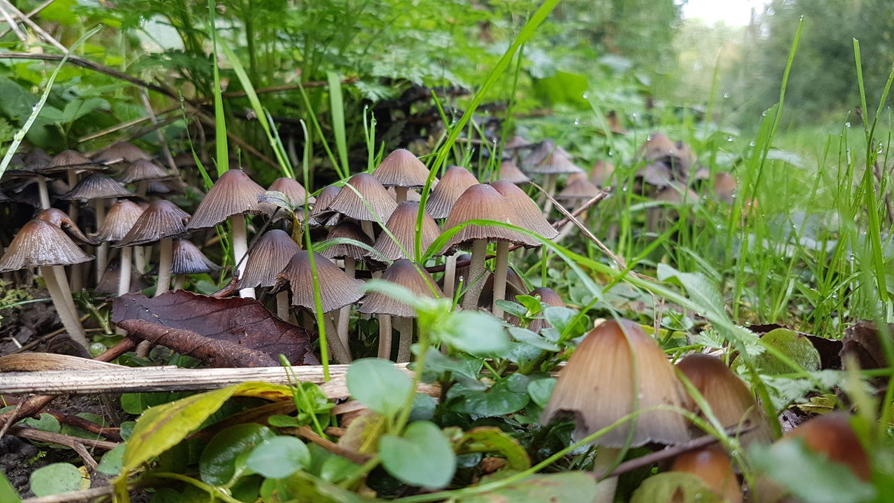 CLOSE-UP OF MUSHROOMS ON FIELD