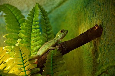 Close-up of a lizard on tree