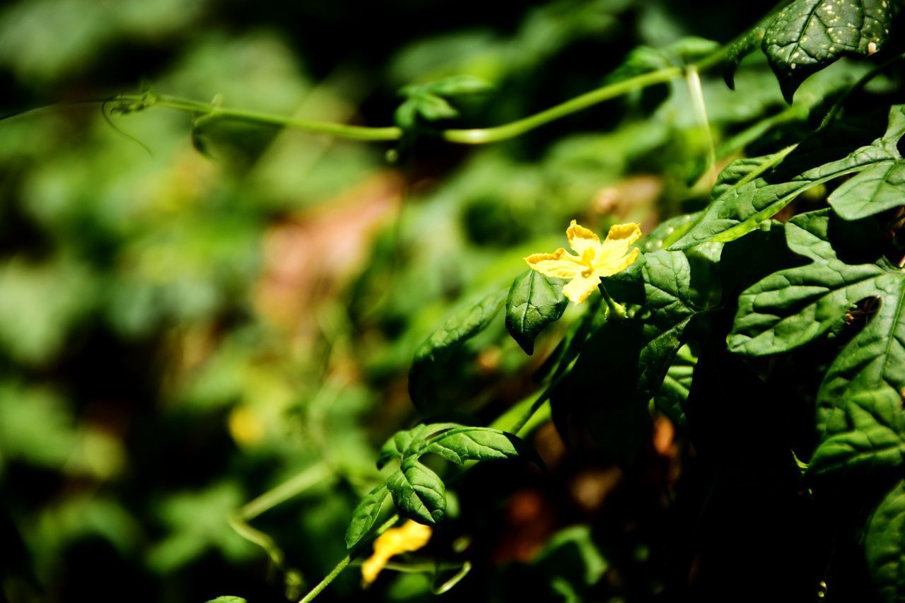 CLOSE-UP OF FLOWERING PLANTS