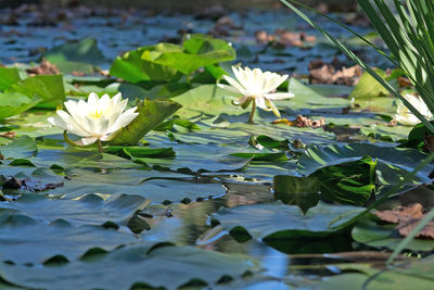 Close-up of lotus water lily in lake