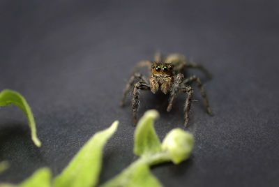 Jumper spider on black background