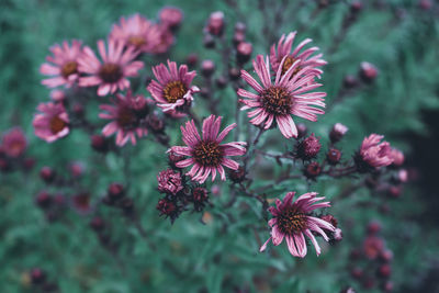 Close-up of pink flowering plants