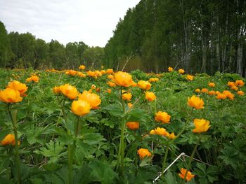 View of flowering plants on field