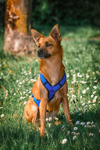 Portrait of dog standing on field