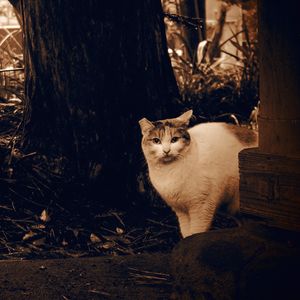 Portrait of cat