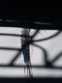 High angle view of feather on table