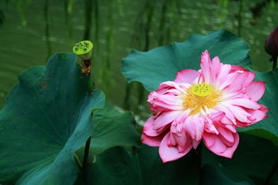 Close-up of pink water lily in lake