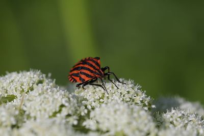 Close-up of butterfly pollinating on flower