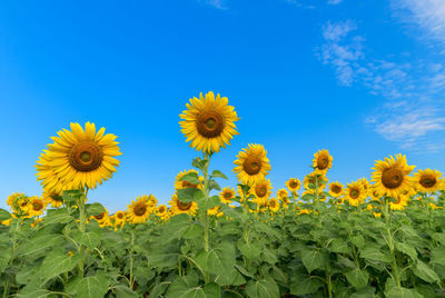 Close-up of yellow flowering plants against blue sky