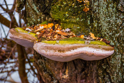 Close-up of mushroom on tree trunk
