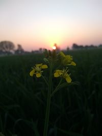 Close-up of yellow flowers blooming in field