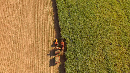 High angle view of agricultural field