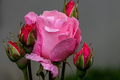 Close-up of pink rose