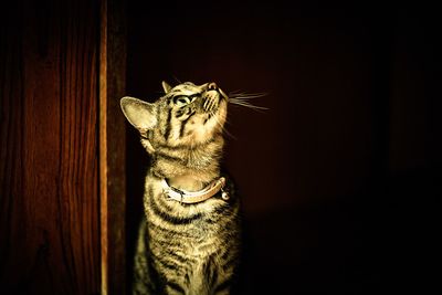 Close-up of a cat looking away