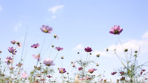 Low angle view of pink flowers growing against sky