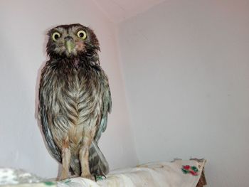 Portrait of owl perching