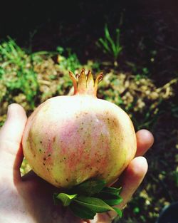 Close-up of hand holding apple