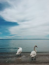 Swans on lakeshore against cloudy sky