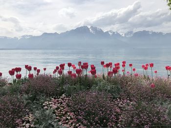 Scenic view of flowering plants by land against sky