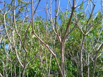 Low angle view of trees in forest against sky