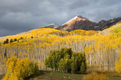 Panoramic view of trees on landscape against sky during autumn