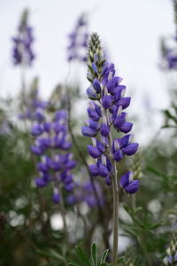 Close-up of purple flowering plant in field