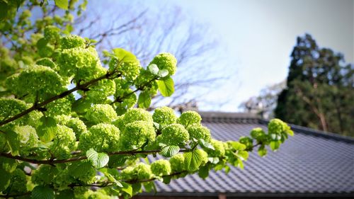 Close-up of fresh green plants