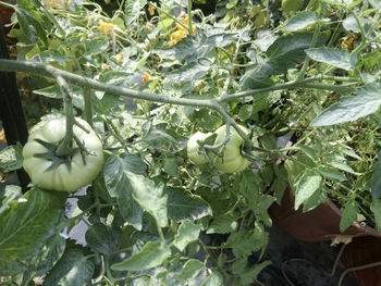 Close-up of fresh green plants