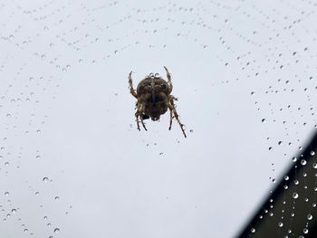 Close-up of spider on web