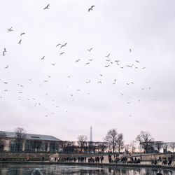 Flock of birds flying over river in city against sky