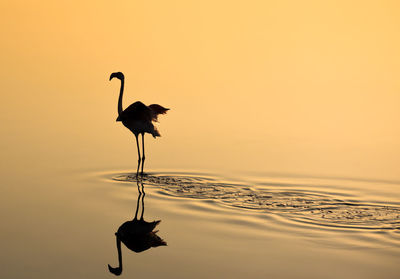 Silhouette flamingo wading in lake during sunset