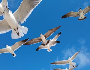 Seagull sky