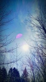 Low angle view of trees against sky