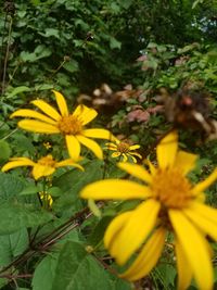 Close-up of yellow flower in park