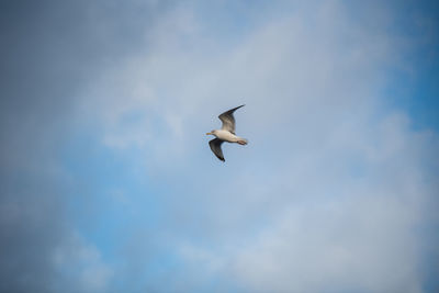 Low angle view of seagull flying in sky