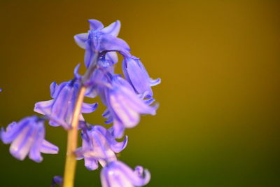 Close-up of plant