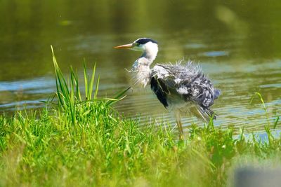 Bird in a lake