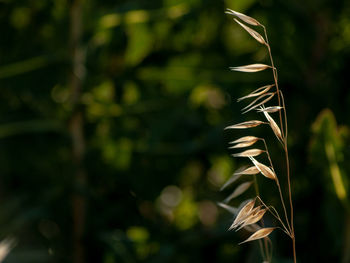 Close-up of crops growing on field